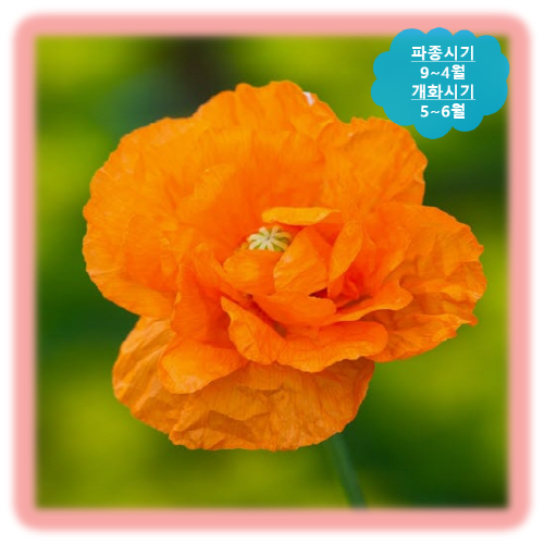 153.꽃 양귀비(오렌지 페더즈) 10립