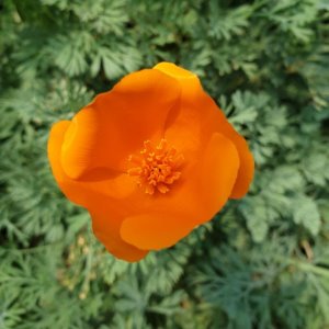 [모종] 양귀비-오렌지 10cm 20포트