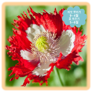 172.꽃 양귀비(데인 블로그) 10립