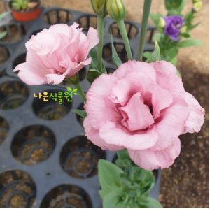 [어린모종] 꽃도라지(리시안셔스) - 더블 핑크(겹) 10cm 2포트